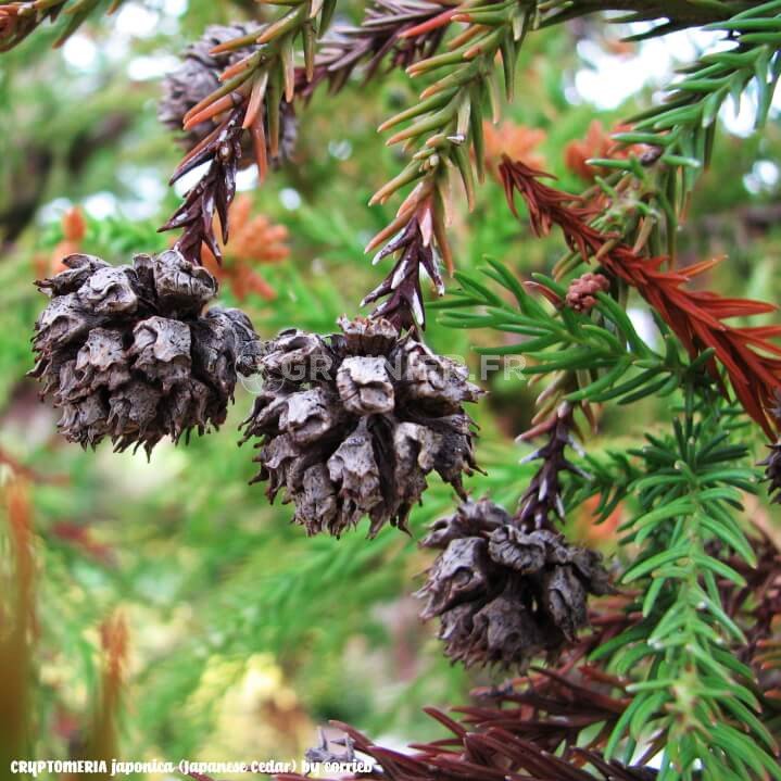 Cèdre du Japon, 杉,スギ , sugi, Cryptomeria japonica image